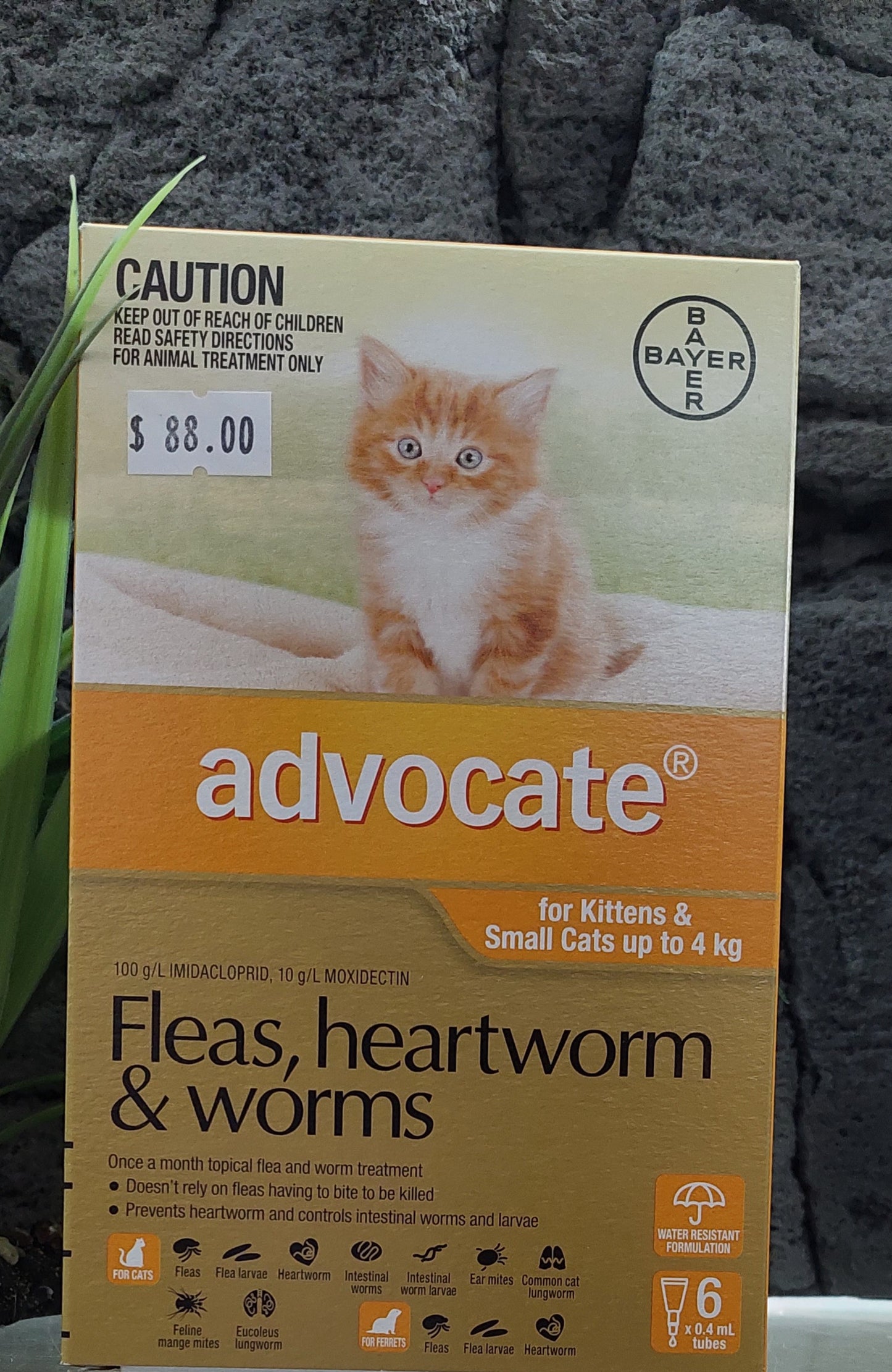 Advocate cat fleas heartworm and worms