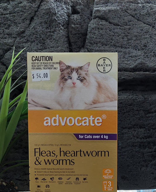 Advocate cat fleas heartworm and worms