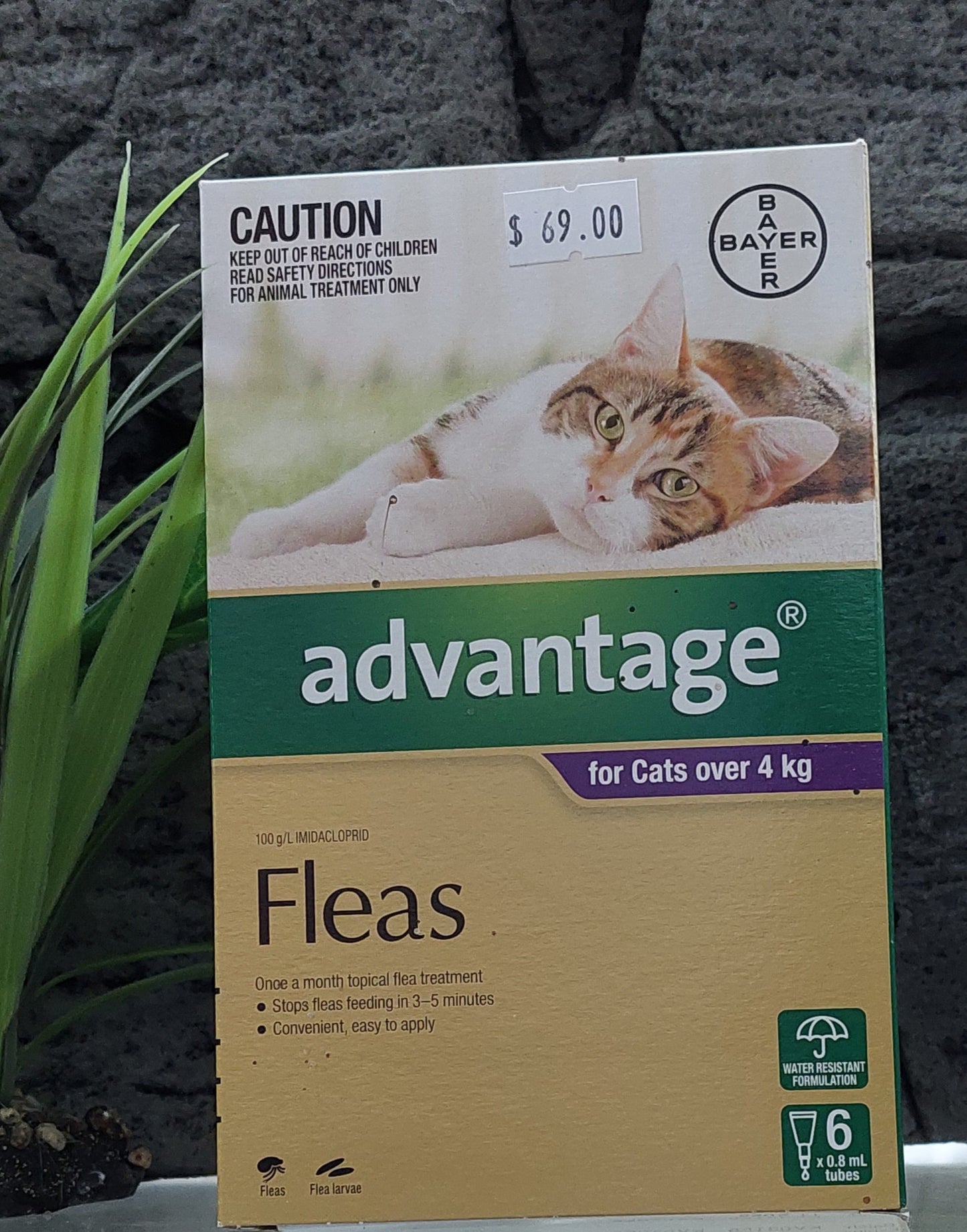 Advantage cat fleas