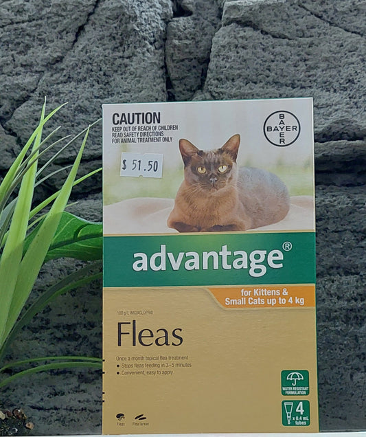 Advantage cat fleas